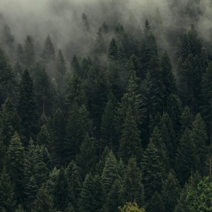 mood-outdoor_trees